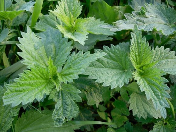 Nettle for preparing a medicinal decoction for varicose veins