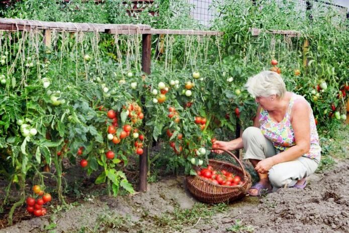 Garden tomatoes against varicose veins